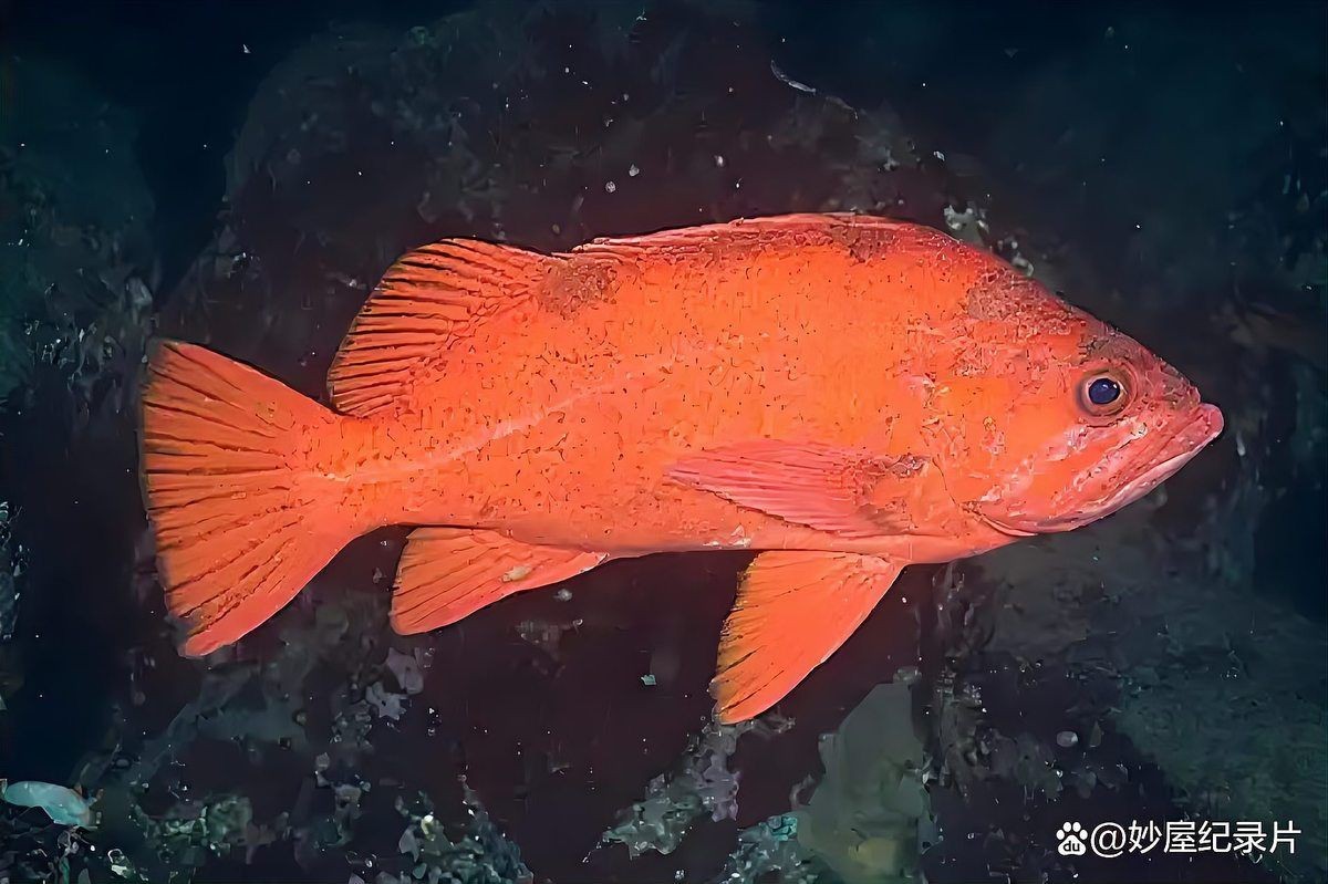 紅色海魚(yú)圖片大全