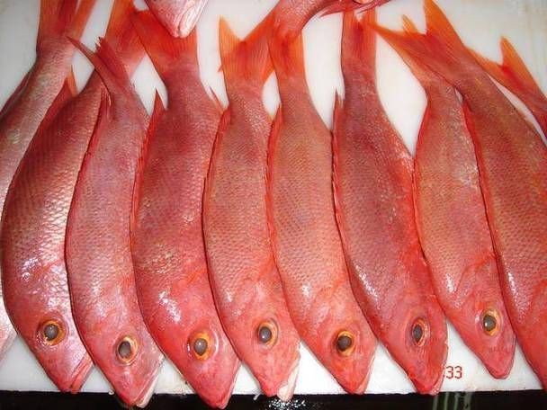 紅色海魚(yú)圖片大全