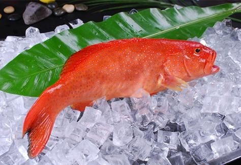紅色海魚(yú)圖片大全