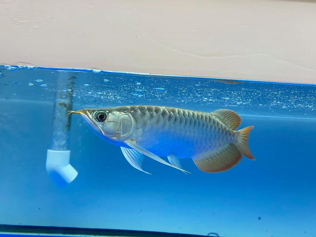 紅龍品牌在觀賞魚市場的口碑如何？