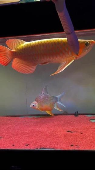 紅龍品牌在觀賞魚市場的口碑如何？