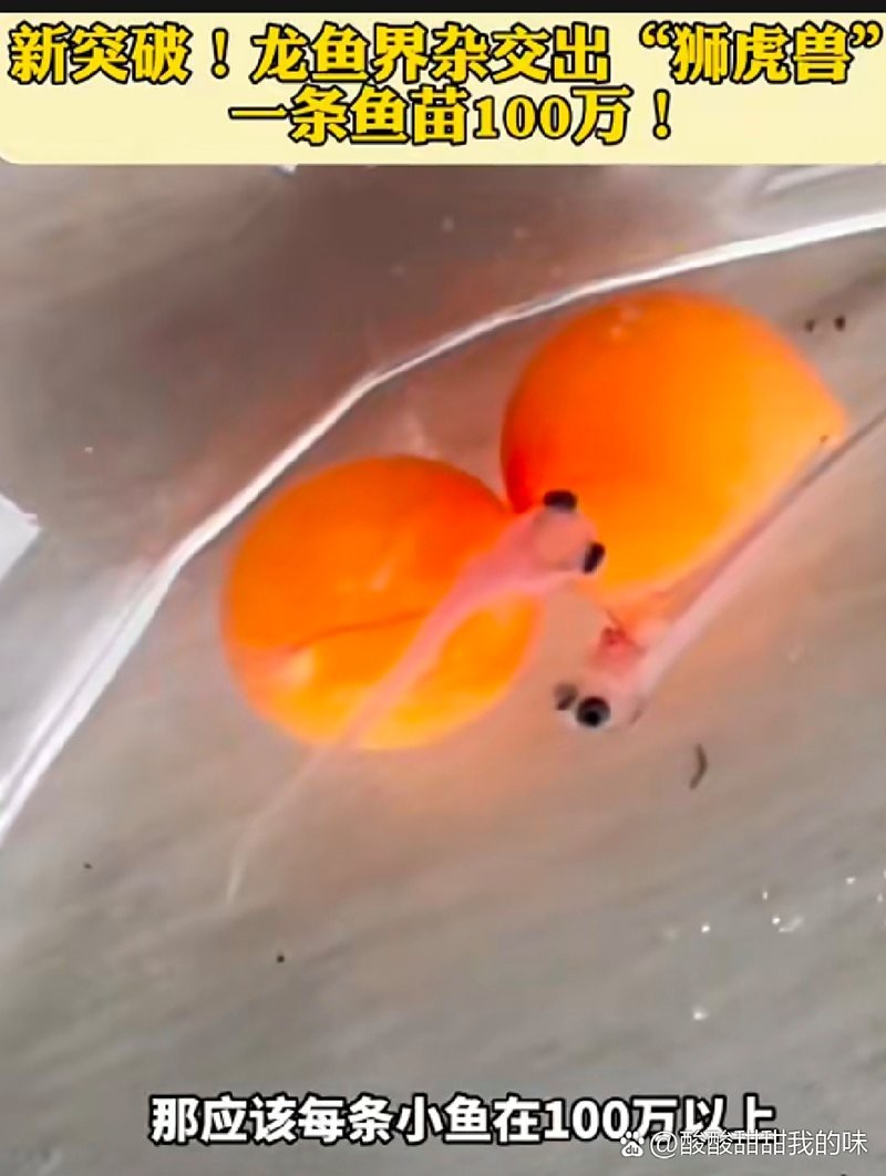 銀龍魚有哪些雜交品種？