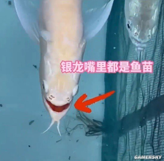 銀龍魚有哪些雜交品種？