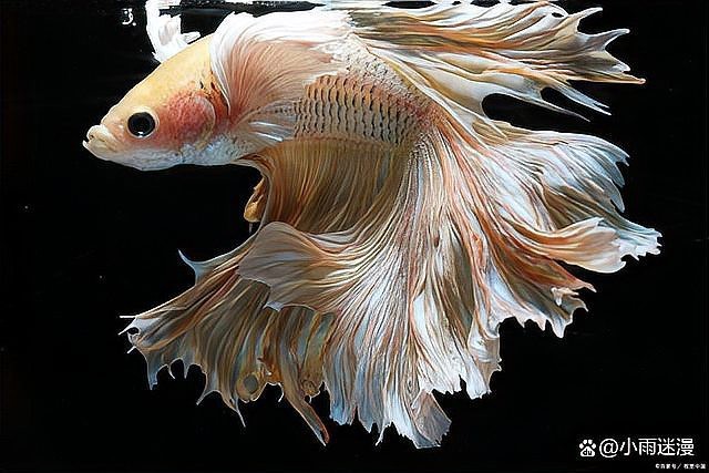 斗魚側躺在缸底像死了