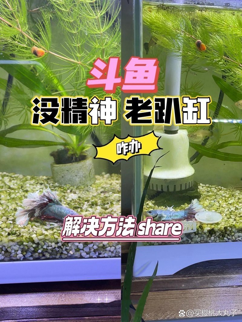 斗魚側躺在缸底像死了