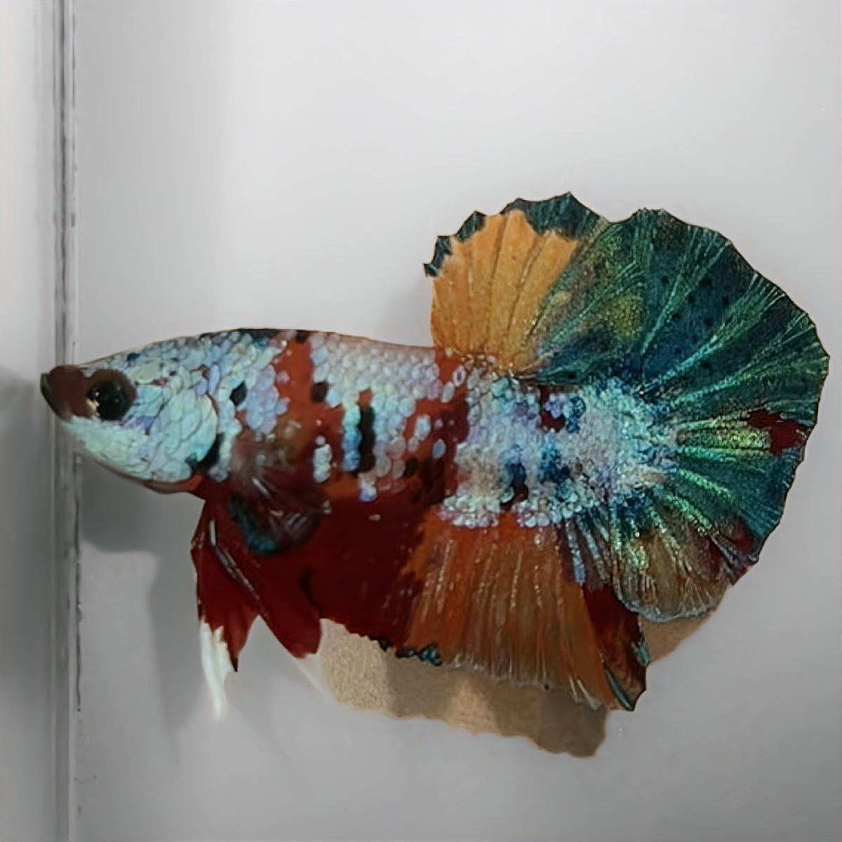 斗魚側躺在缸底像死了