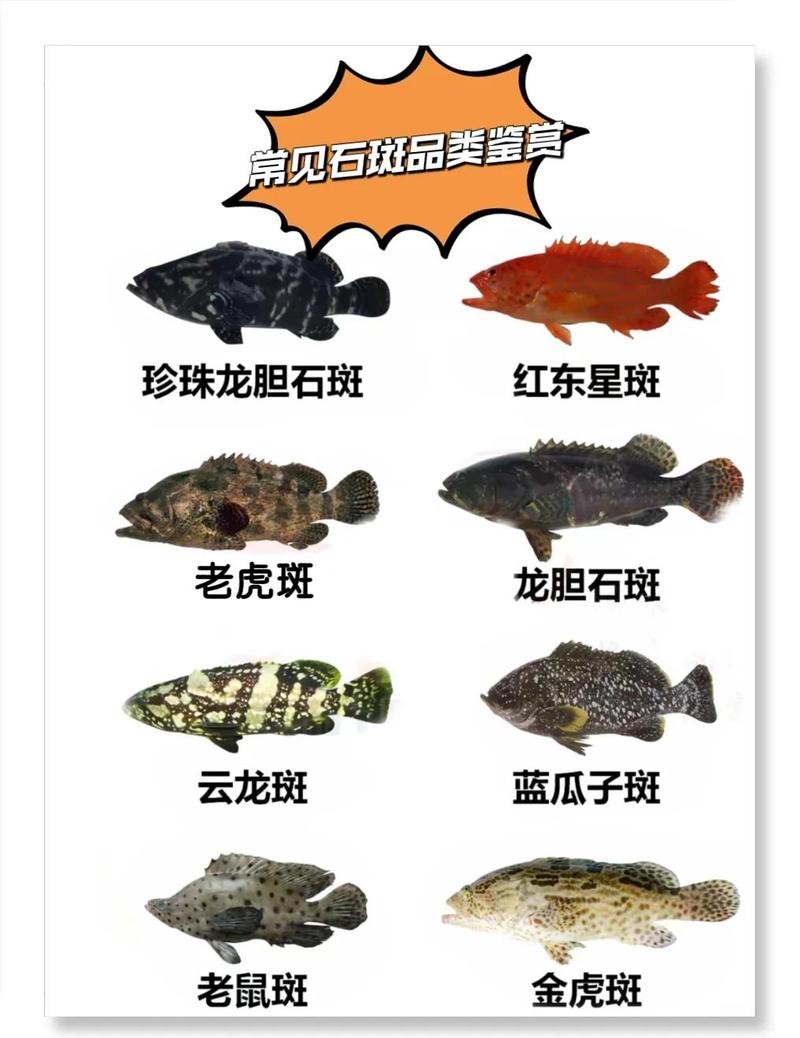 石斑魚有幾種圖片
