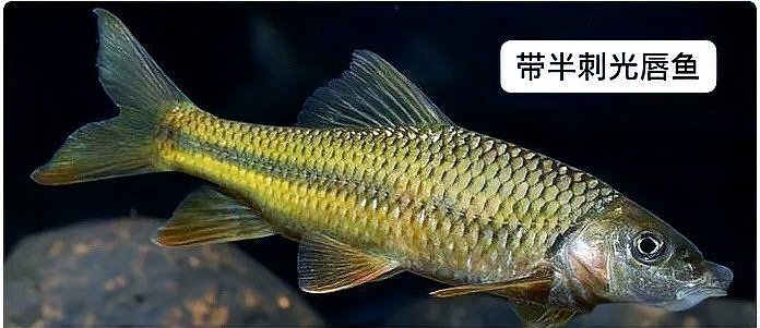 石斑魚有幾種圖片