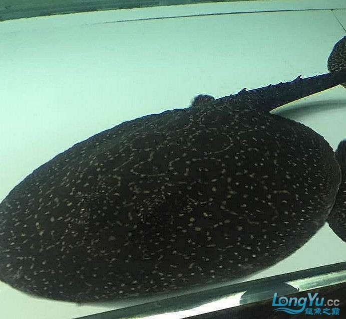 魟魚黑帝是雜牌子嗎