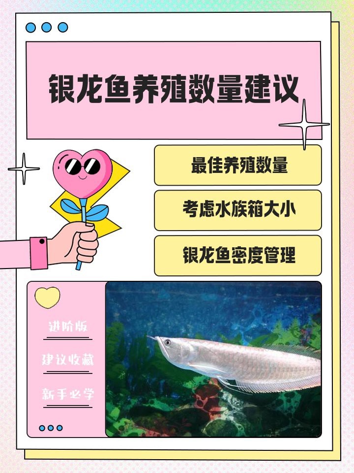 風水龍魚應該養幾只合適