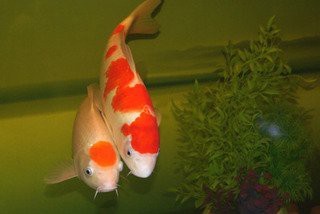 風水龍魚應該養幾只合適