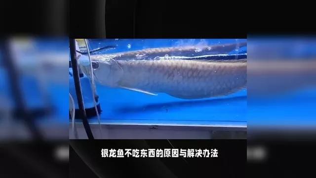 銀龍魚不吃食怎么辦