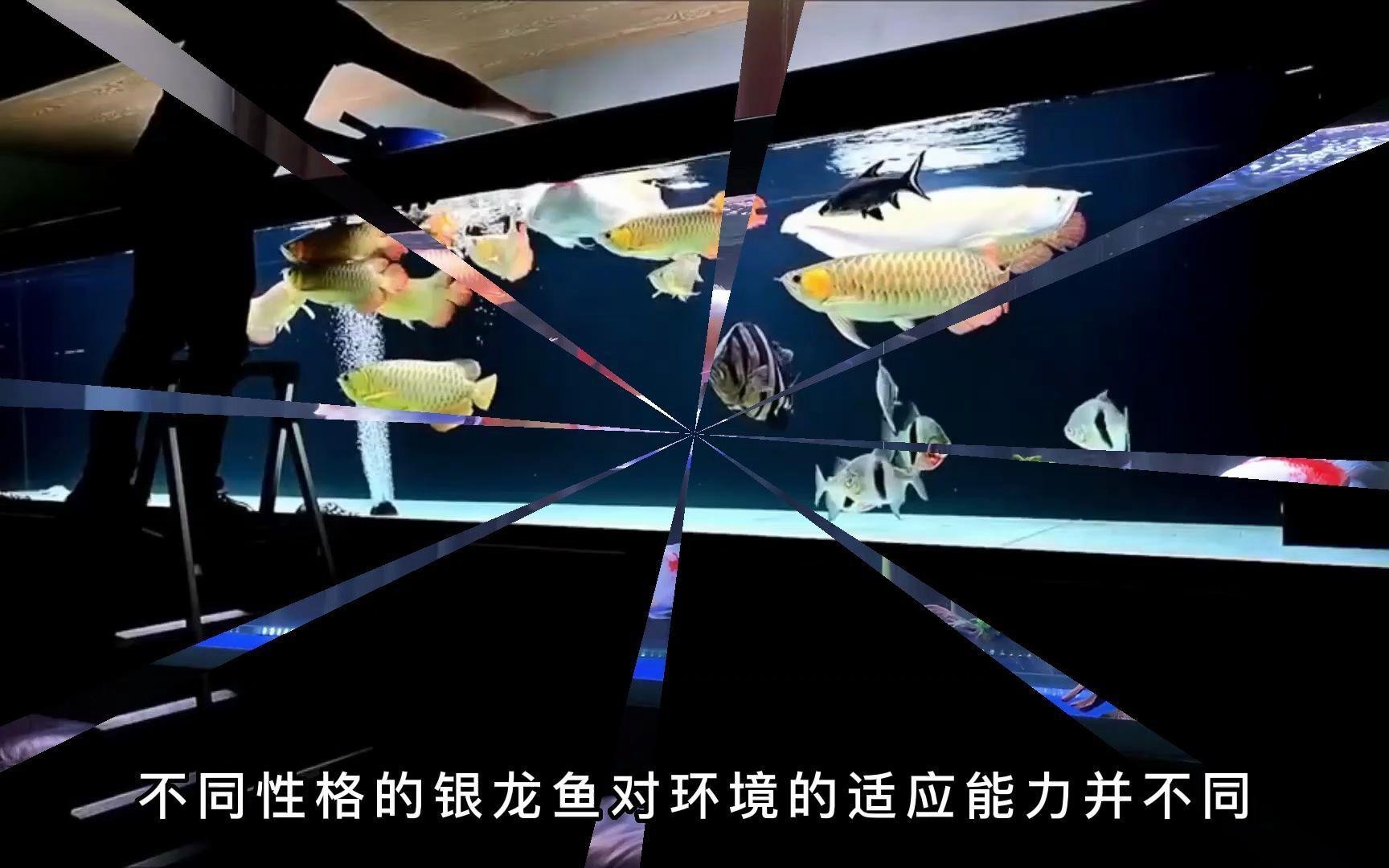 銀龍魚不吃食怎么辦