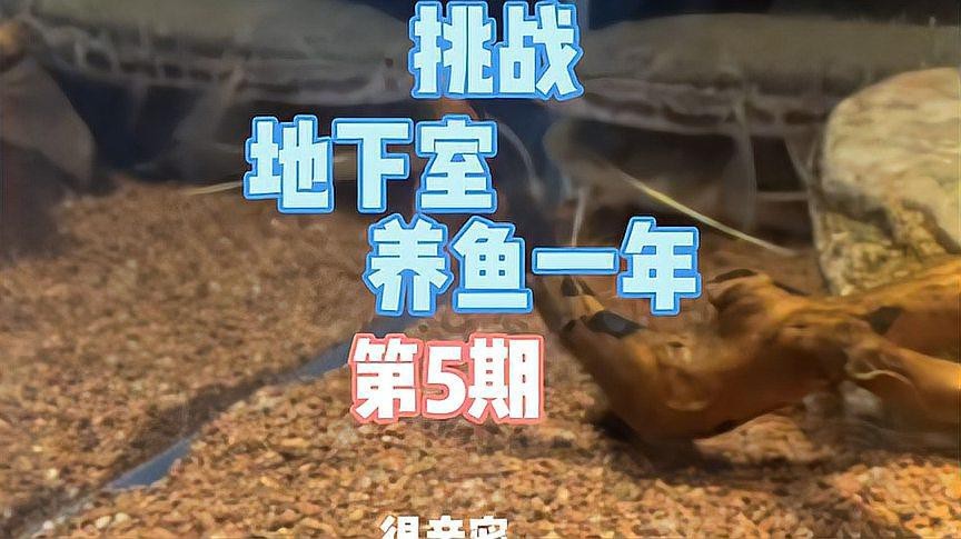 潮汐海靈養魚視頻 潮汐海靈養魚視頻 龍魚論壇 第2張