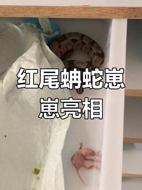 魟魚懷了蛇寶寶圖片