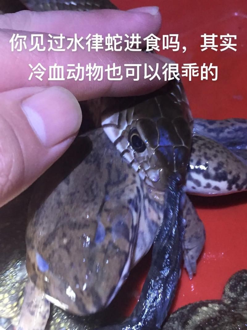 魟魚懷了蛇寶寶圖片