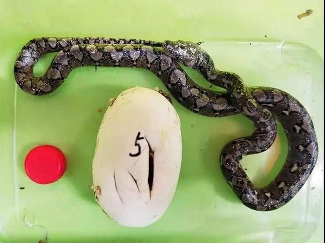 魟魚懷了蛇寶寶圖片