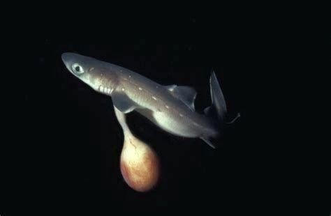 魟魚懷了蛇寶寶圖片