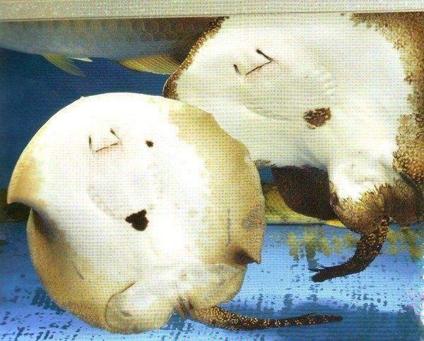 魟魚懷了蛇寶寶圖片