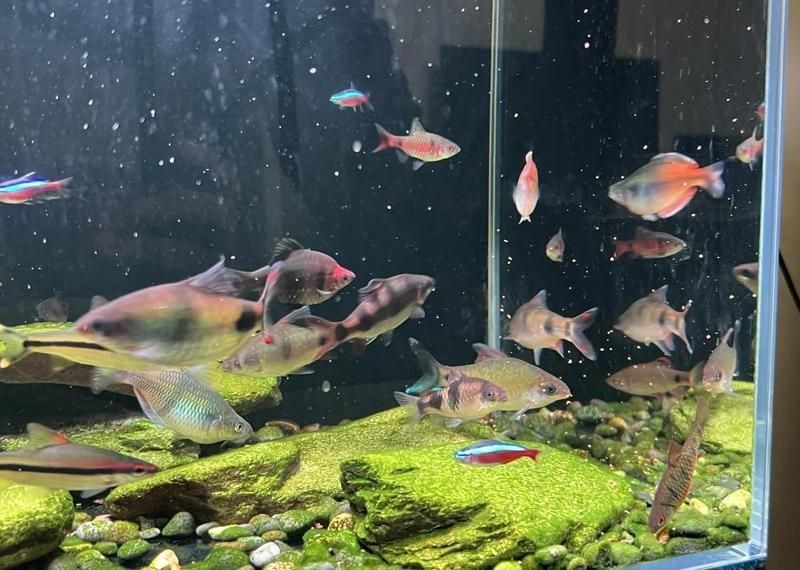 觀賞魚之家
