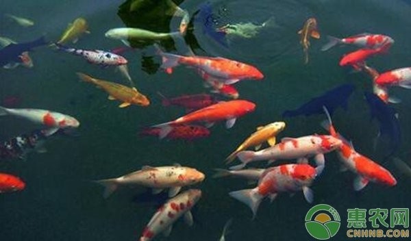 黃龍海水魚如何預防常見疾?。? title=