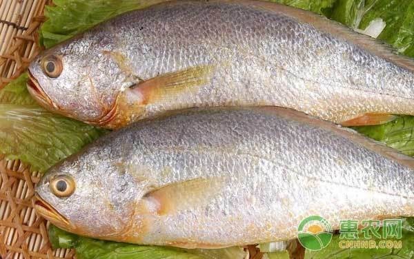 黃龍海水魚如何預防常見疾病？