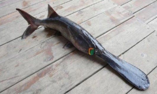 虎紋鴨嘴魚能吃嗎