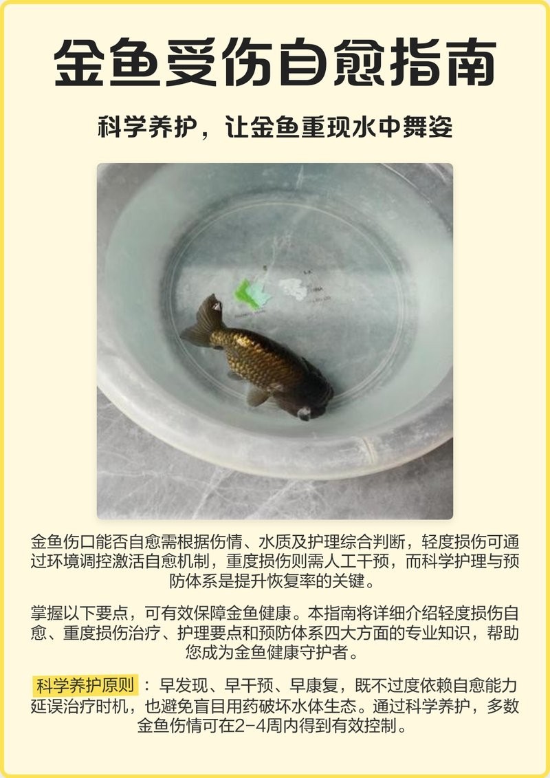 龍魚外傷感染多久會好轉？