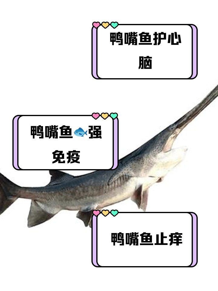 虎紋鴨嘴魚能吃嗎