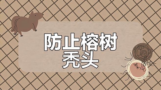 紅龍朱槿如何防治病蟲害？