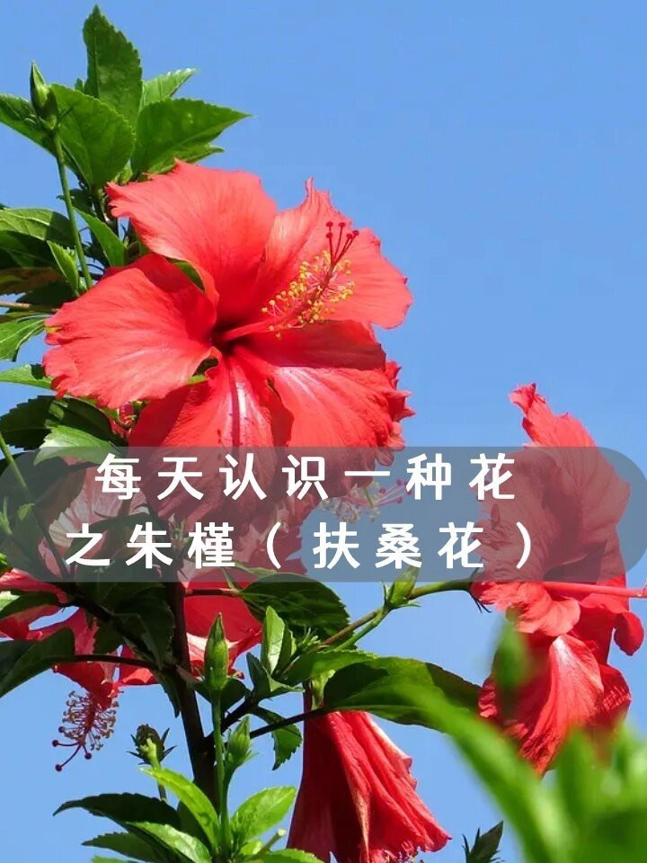紅龍朱槿如何防治病蟲害？