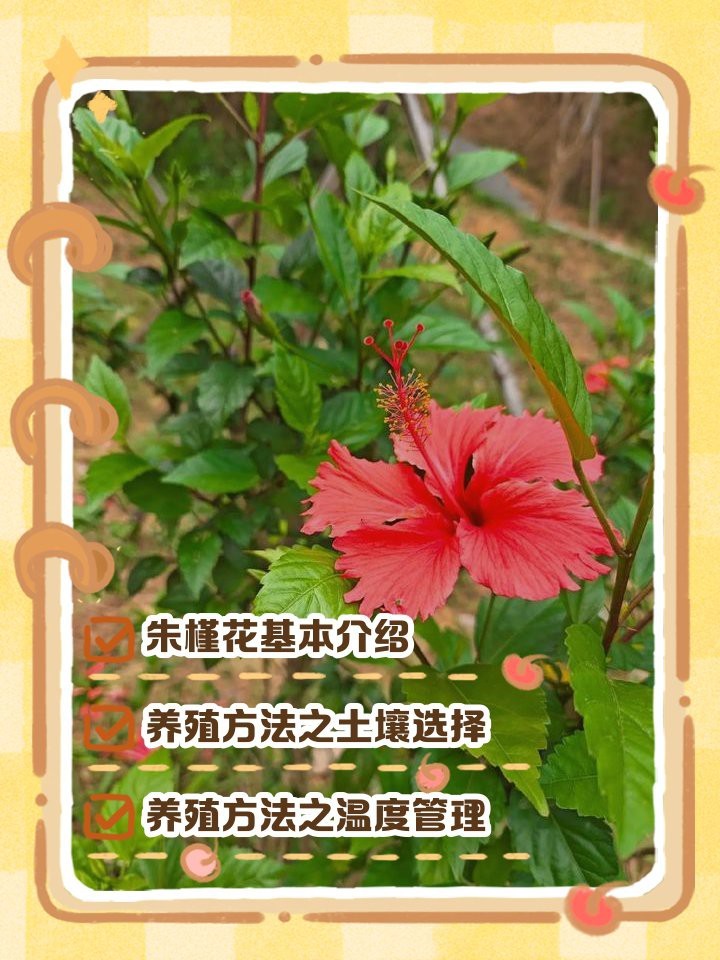 紅龍朱槿如何防治病蟲害？