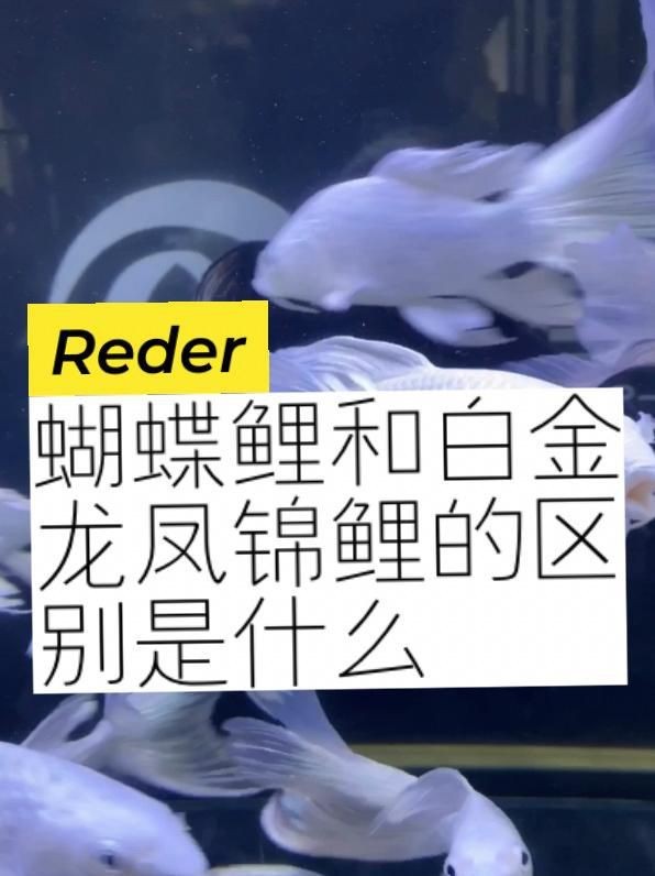 蝴蝶鯉和龍鳳的區(qū)別