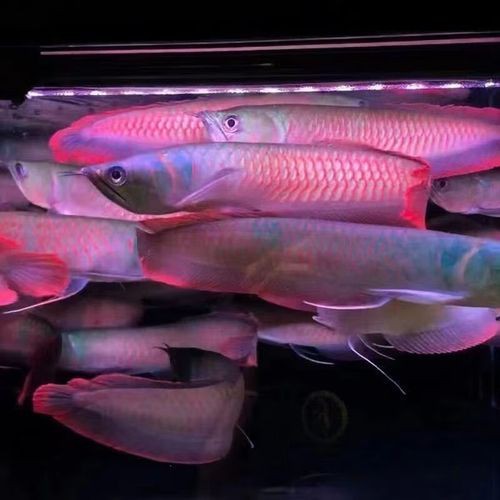 紅龍魚的分類及圖片視頻