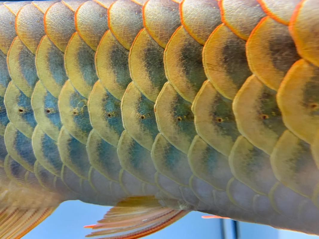 紅龍魚的分類及圖片視頻