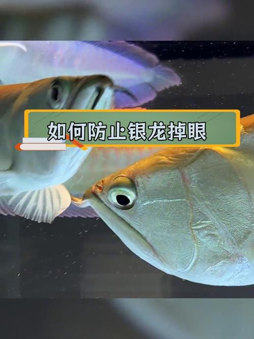 龍魚眼凸出來的圖片