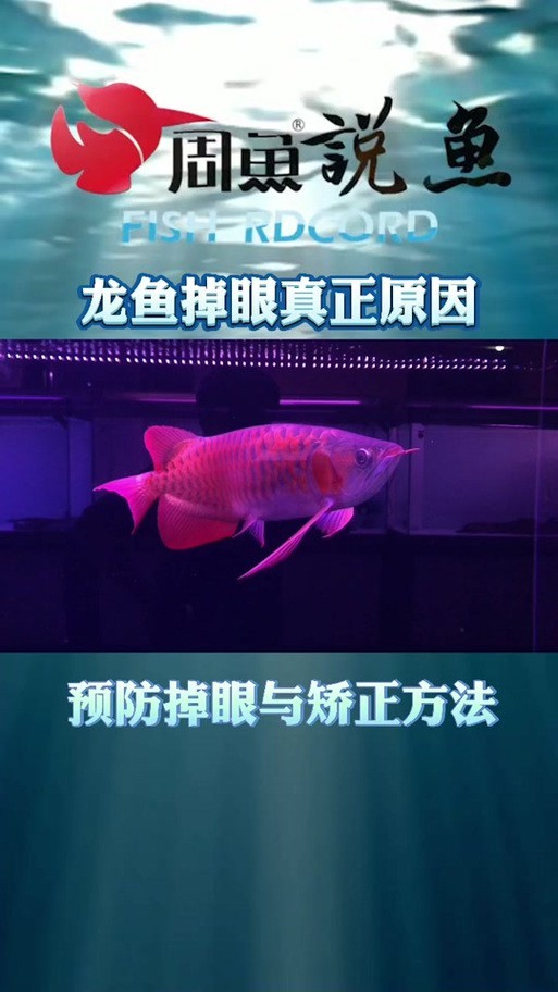 龍魚眼凸出來的圖片
