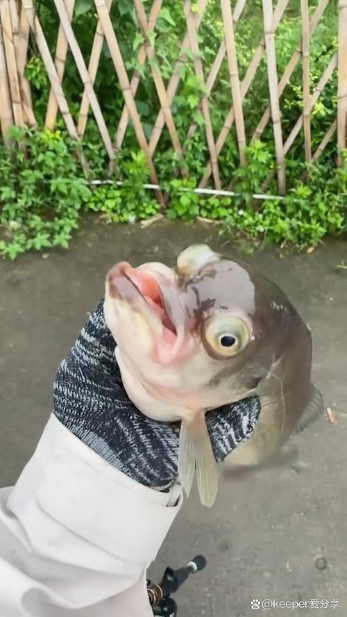 龍魚眼凸出來的圖片