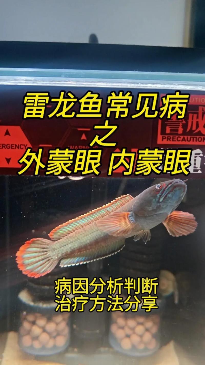 龍魚眼凸出來的圖片