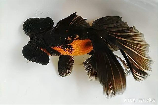 龍魚眼凸出來的圖片