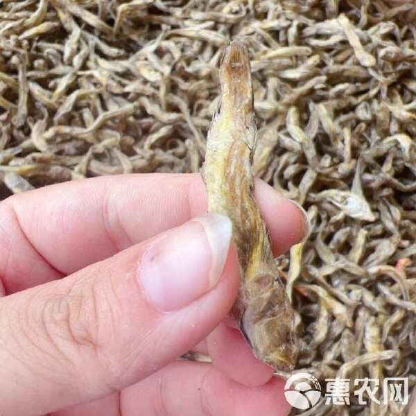 狗頭魚一斤價格表