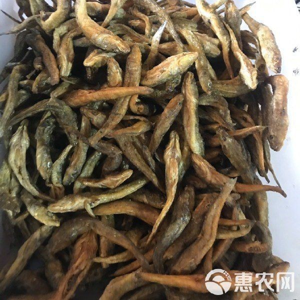 狗頭魚一斤價(jià)格表