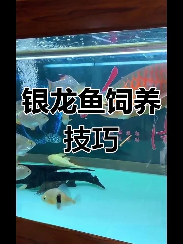 銀龍魚苗10cm怎么養