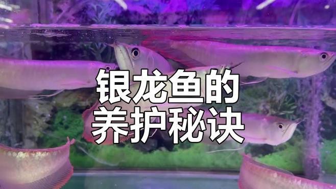銀龍魚苗10cm怎么養