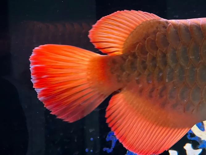 紅龍魚眼睛有白膜怎么辦呢圖片