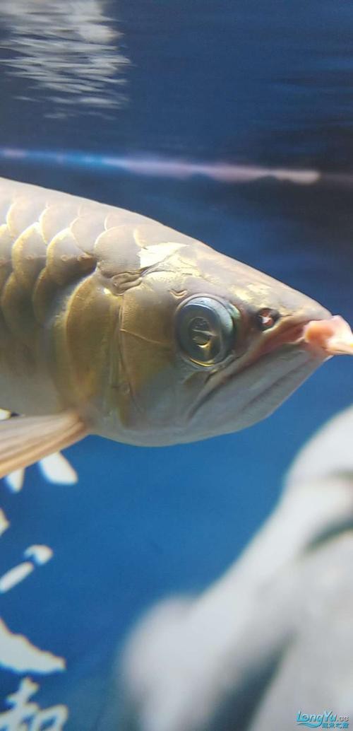 紅龍魚眼睛有白膜怎么辦呢圖片