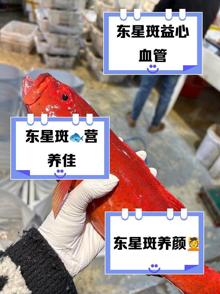 紅玫瑰魚和東星斑區別