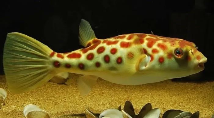 魚缸過濾棉的選擇：如何選擇魚缸過濾棉 魚缸過濾棉的選擇：如何選擇魚缸過濾棉 魚缸百科 第1張