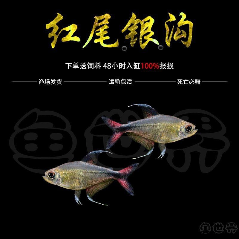 紅尾大勾魚是冷水魚嗎