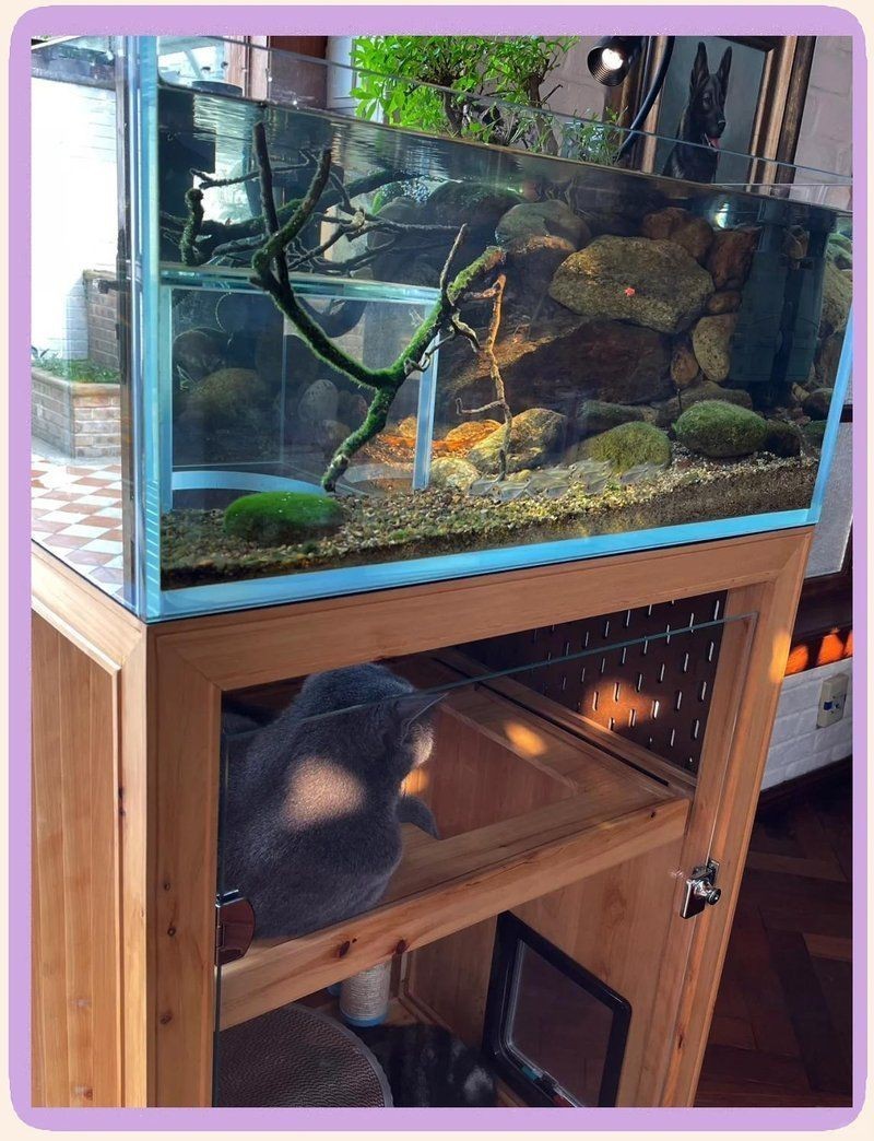 紅尾大勾魚是冷水魚嗎